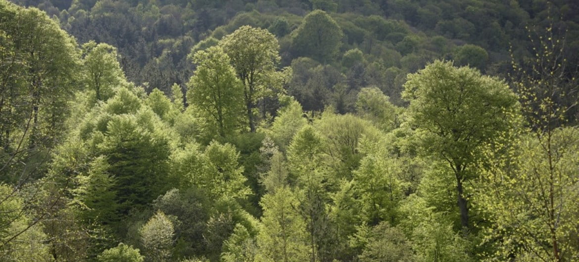 COP26 : l’expansion agricole est responsable de près de 90% de la déforestation dans le monde (FAO)