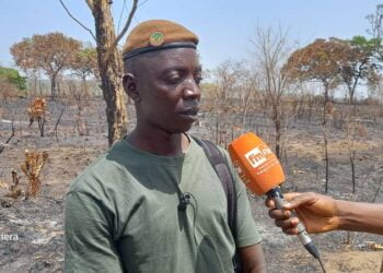 Boké Société: Plusieurs plantations d’anacardiers ravagées par un Incendie