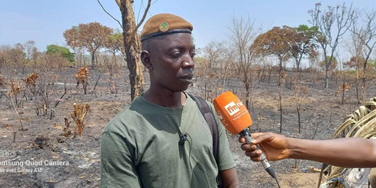 Boké Société: Plusieurs plantations d’anacardiers ravagées par un Incendie