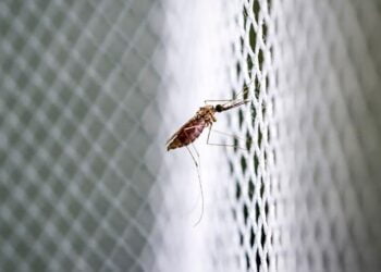 L’OMS lance une initiative visant à empêcher une nouvelle pandémie mondiale