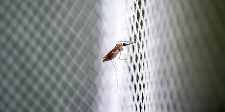 L’OMS lance une initiative visant à empêcher une nouvelle pandémie mondiale