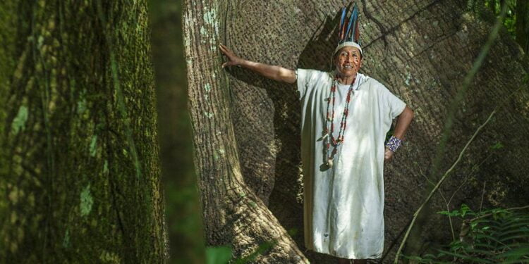 Journée des forêts : il est temps de mettre en place une gestion forestière « concrète et crédible », affirme le chef de l’ONU