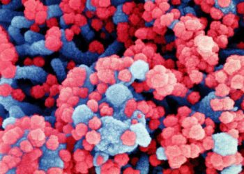 Covid-19 : alerte sur les risques d’émergence de variant sur le réservoir animal du SRAS-CoV-2