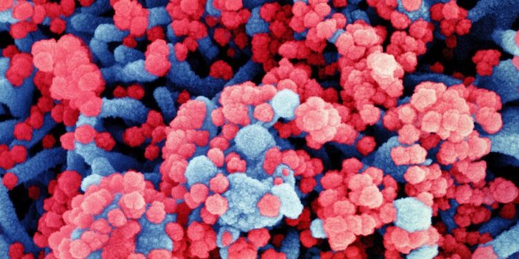 Covid-19 : alerte sur les risques d’émergence de variant sur le réservoir animal du SRAS-CoV-2