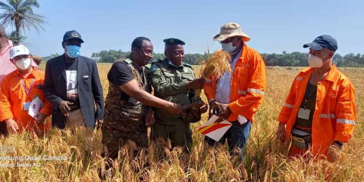 Agriculture : Le Consortium SMB-WINING lance la récolte de 3.000m2 du riz dans la plaine de Batipon-Wamounou
