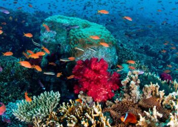 Océan : plan d’urgence pour la résilience des récifs coralliens du Patrimoine mondial de l’UNESCO