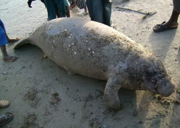 Terrible menace d’extinction des lamantins d’Afrique de l’ouest