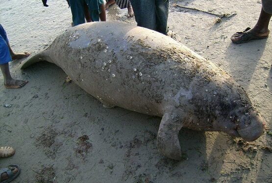 Terrible menace d’extinction des lamantins d’Afrique de l’ouest