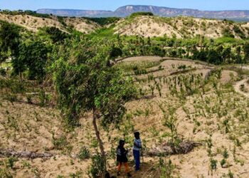 La déforestation mondiale ralentit, mais les forêts pluviales tropicales sont toujours menacées (FAO)