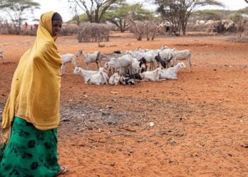 Sécheresse : le spectre de la famine plane toujours sur l’Afrique de l’Est – ONU