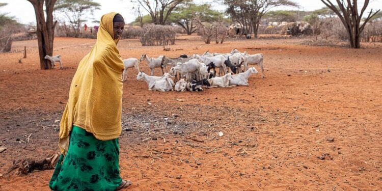 Sécheresse : le spectre de la famine plane toujours sur l’Afrique de l’Est – ONU