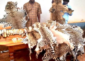 Trafic de peaux de fauves : deux Béninois arrêtés et déférés à la prison