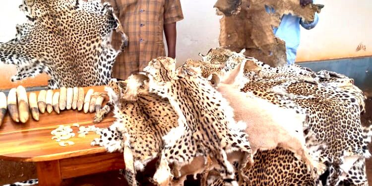 Trafic de peaux de fauves : deux Béninois arrêtés et déférés à la prison