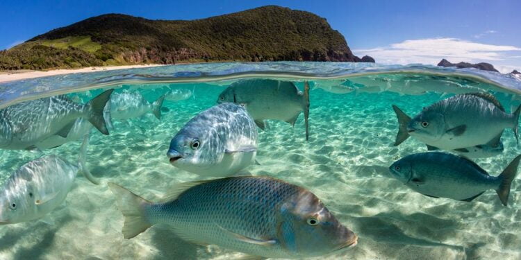 « Revitalisons nos océans », déclare le chef de l’ONU à l’occasion de la Journée mondiale de l’océan