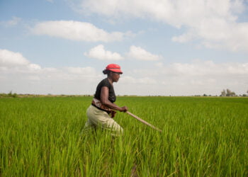 Le Groupe de la Banque africaine de développement accorde plus de 20 millions de dollars à Madagascar pour renforcer sa sécurité alimentaire