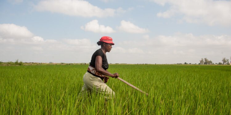 Le Groupe de la Banque africaine de développement accorde plus de 20 millions de dollars à Madagascar pour renforcer sa sécurité alimentaire