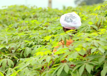 Côte d’Ivoire : 224 millions d’euros de la Banque africaine de développement et du Japon pour renforcer la sécurité alimentaire