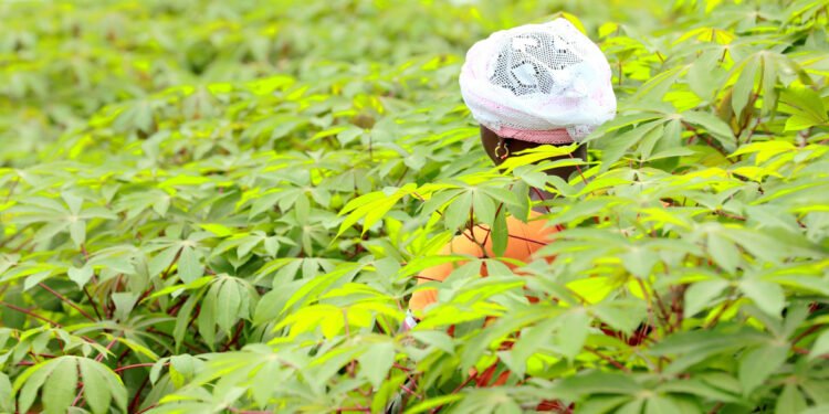 Côte d’Ivoire : 224 millions d’euros de la Banque africaine de développement et du Japon pour renforcer la sécurité alimentaire