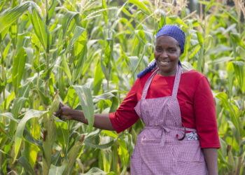 Kenya : prêt de 63 millions d’euros de la Banque africaine de développement pour accroître de 2 millions de tonnes la production de céréales et d’oléagineux