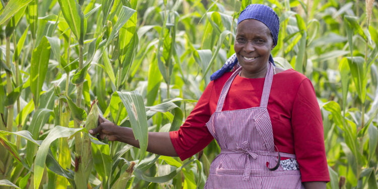 Kenya : prêt de 63 millions d’euros de la Banque africaine de développement pour accroître de 2 millions de tonnes la production de céréales et d’oléagineux