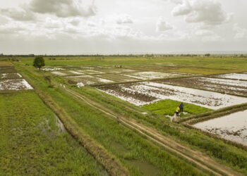 Tchad : la Banque africaine de développement accorde un don de 4 millions de dollars pour parer aux risques d’insécurité alimentaire aggravée par la guerre en Ukraine