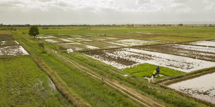 Tchad : la Banque africaine de développement accorde un don de 4 millions de dollars pour parer aux risques d’insécurité alimentaire aggravée par la guerre en Ukraine