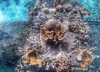 Un million de coraux pour la Colombie