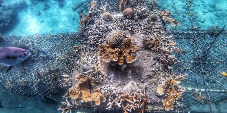 Un million de coraux pour la Colombie