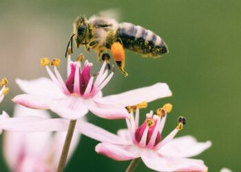 La valeur de la nature ne doit pas être supplantée par la poursuite du profit à court terme
