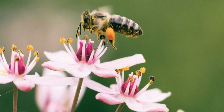 La valeur de la nature ne doit pas être supplantée par la poursuite du profit à court terme
