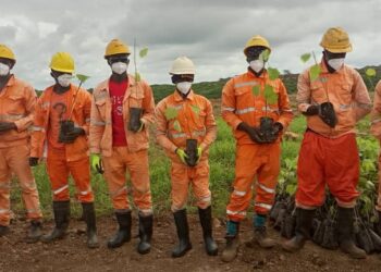 Boke-Environnement: Le Consortium SMB-WINING lance la mise en terre de 6000 plants sur la Mine de Dabiss