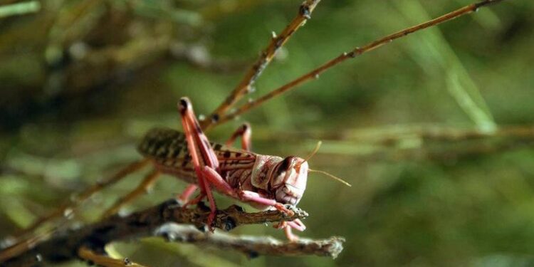 La FAO alerte sur un retour des criquets pèlerins au Yémen
