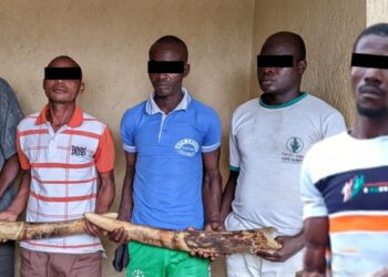 Trafic d’espèces protégées : 5 trafiquants d’ivoire arrêtés puis déférés à la prison civile de Sokodé