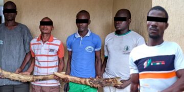 Trafic d’espèces protégées : 5 trafiquants d’ivoire arrêtés puis déférés à la prison civile de Sokodé
