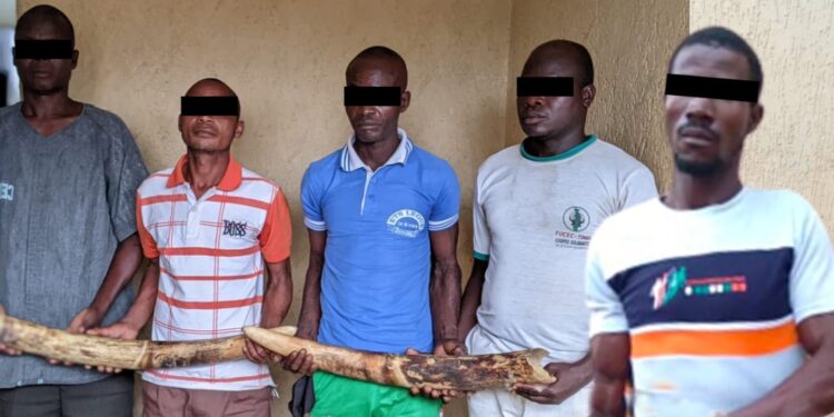 Trafic d’espèces protégées : 5 trafiquants d’ivoire arrêtés puis déférés à la prison civile de Sokodé