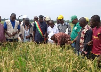 Boké-Agriculture: Le PAM et l’ONG CAM lancent la campagne de récolte de 7,5ha de riz à Falaba (Bintimodia)