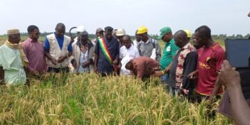Boké-Agriculture: Le PAM et l&rsquo;ONG CAM lancent la campagne de récolte de 7,5ha de riz à Falaba (Bintimodia)