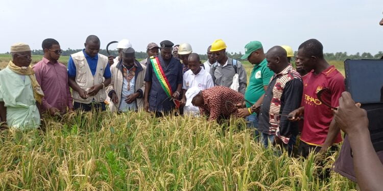 Boké-Agriculture: Le PAM et l’ONG CAM lancent la campagne de récolte de 7,5ha de riz à Falaba (Bintimodia)