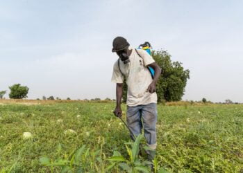 Burkina Faso : le Fonds africain de développement va investir plus de 40 millions de dollars pour développer des chaînes de valeurs avicoles, agricoles et piscicoles