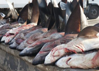 Criminalité environnementale : plus de 100 millions de requins tués l’an, 4000 éléphants braconnés en Afrique chaque année, l’hécatombe !