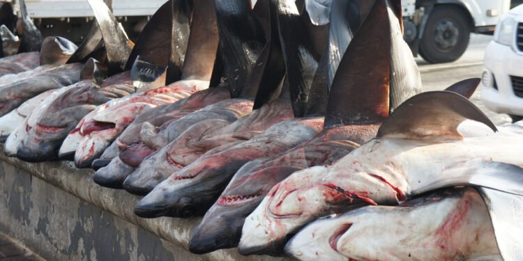 Criminalité environnementale : plus de 100 millions de requins tués l’an, 4000 éléphants braconnés en Afrique chaque année, l’hécatombe !