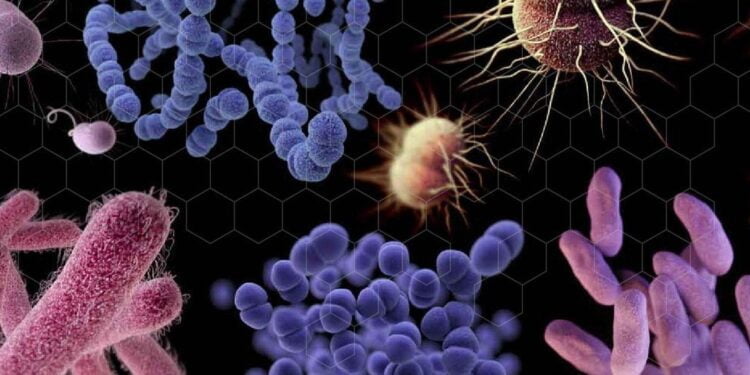 La crise climatique aggrave le danger mortel des superbactéries, alerte le PNUE