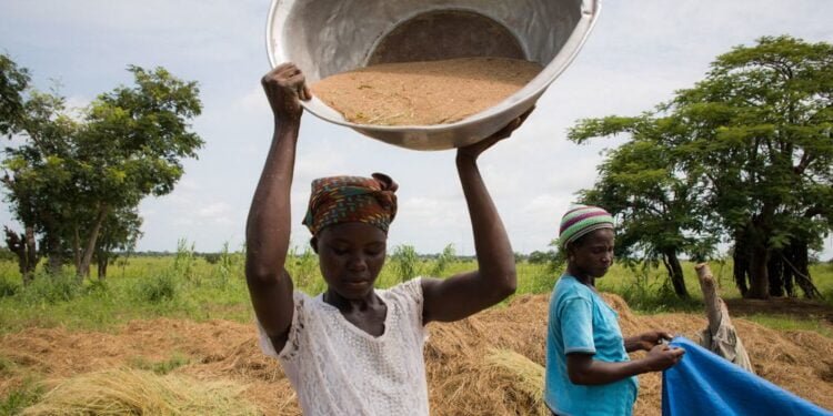 La FAO lance une campagne de soutien aux start-ups innovantes de l’agroalimentaire