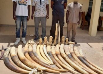 Quatre trafiquants arrêtés avec plus de cent-soixante kilogrammes de défenses d’éléphants et déposés