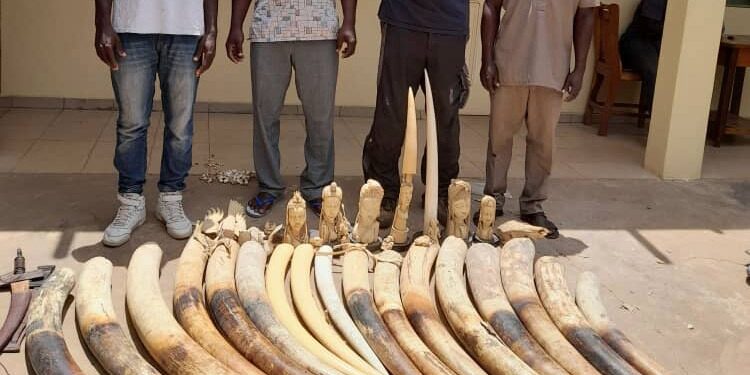 Quatre trafiquants arrêtés avec plus de cent-soixante kilogrammes de défenses d’éléphants et déposés