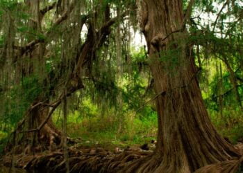 Forêts saines, planète saine, êtres humains en bonne santé