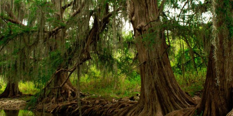 Forêts saines, planète saine, êtres humains en bonne santé