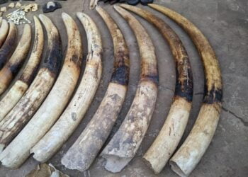 Le commerce illicite d’ivoire détruit davantage les éléphants d’Afrique et met l’espèce en danger critique d’extinction