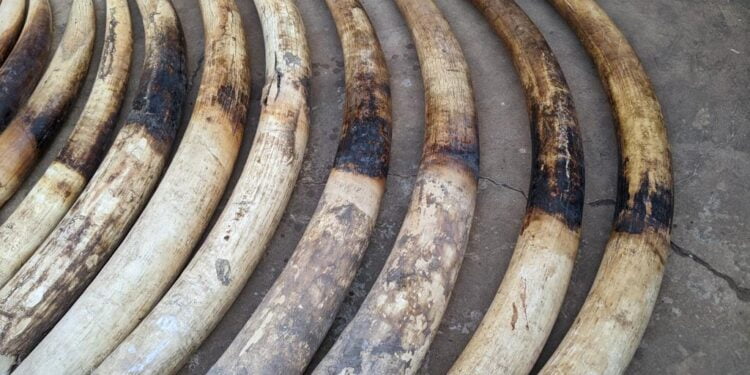 Le commerce illicite d’ivoire détruit davantage les éléphants d’Afrique et met l’espèce en danger critique d’extinction