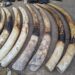 Le commerce illicite d’ivoire détruit davantage les éléphants d’Afrique et met l’espèce en danger critique d’extinction